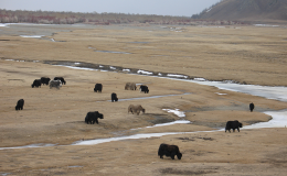 Mongolia