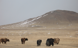 Mongolia070424